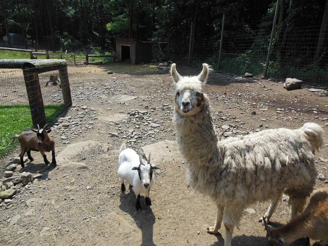 West Virginia Zoo